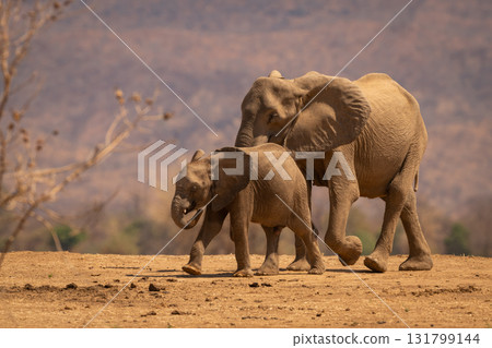 African elephant walks with calf near bushes African elephant walks with calf near bushes 131799144