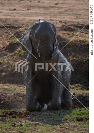 African elephant watches camera from muddy ditch African elephant watches camera from muddy ditch 131799145