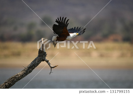 African fish eagle flies off from branch African fish eagle flies off from branch 131799155