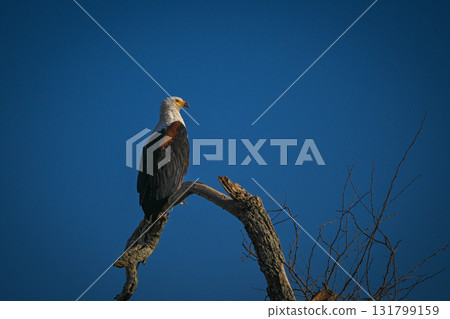 African fish eagle in profile with catchlight African fish eagle in profile with catchlight 131799159