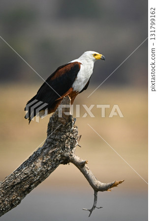 African fish eagle on tree on riverbank African fish eagle on tree on riverbank 131799162