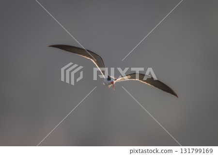 African skimmer flies carrying fish in beak African skimmer flies carrying fish in beak 131799169