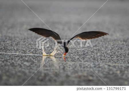 African skimmer flies catching fish in water African skimmer flies catching fish in water 131799171