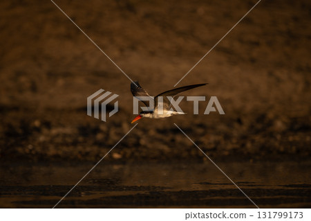 African skimmer flies low over calm pond 131799173