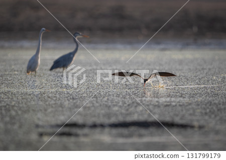 African skimmer flies past heron and egret 131799179
