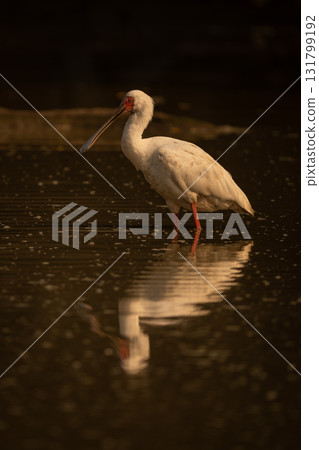 African spoonbill in calm pond casting reflection African spoonbill in calm pond casting reflection 131799192