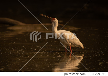 African spoonbill in calm pond lifts beak African spoonbill in calm pond lifts beak 131799193