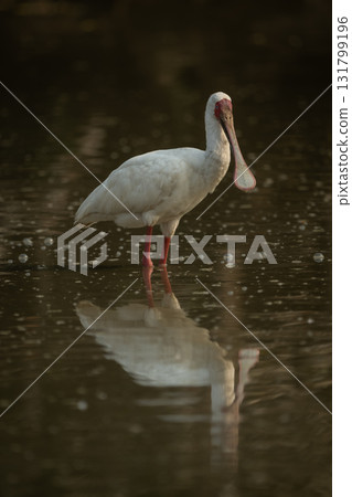 African spoonbill stands in pond casting reflection African spoonbill stands in pond casting reflection 131799196