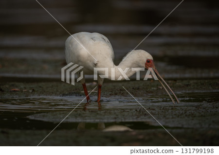 African spoonbill stands on mudflats bending low African spoonbill stands on mudflats bending low 131799198