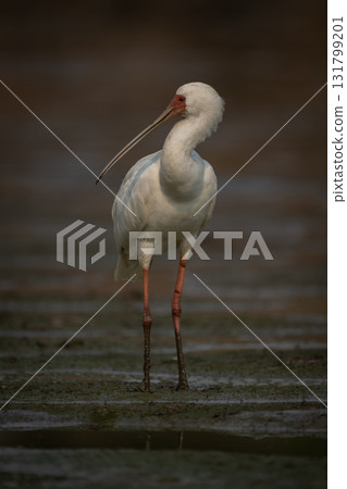 African spoonbill stands on mudflats turning head African spoonbill stands on mudflats turning head 131799201