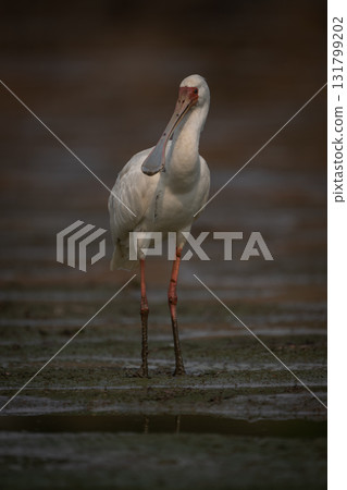 African spoonbill stands on mudflats watching camera African spoonbill stands on mudflats watching camera 131799202