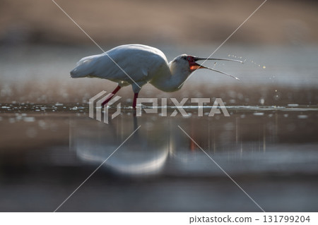 African spoonbill tosses grub in calm pool African spoonbill tosses grub in calm pool 131799204
