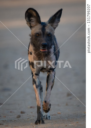 African wild dog approaching camera on sand 131799207