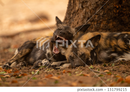 African wild dog lies biting an ear 131799215