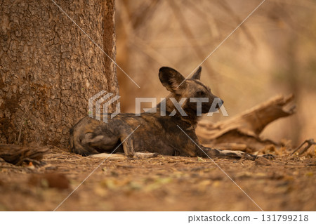 African wild dog lies down lifting head African wild dog lies down lifting head 131799218