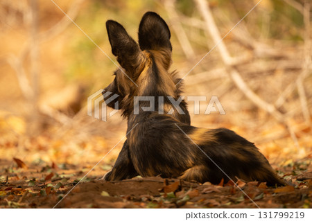 African wild dog lies down raising head African wild dog lies down raising head 131799219