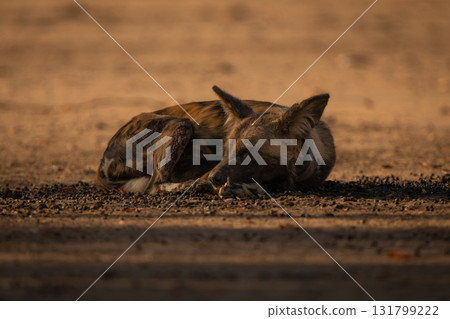 African wild dog lies in dappled sunlight African wild dog lies in dappled sunlight 131799222