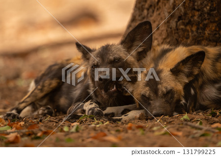 African wild dog lies nibbling an ear African wild dog lies nibbling an ear 131799225