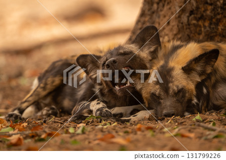 African wild dog lies nipping an ear African wild dog lies nipping an ear 131799226