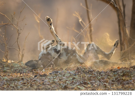 African wild dog lies rolling in dust 131799228