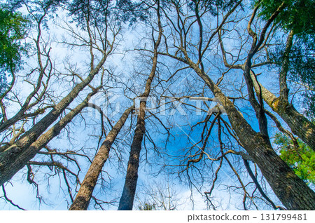 樹向天空延伸 131799481