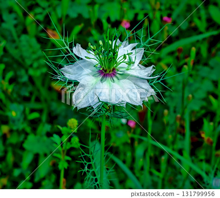 White Nigella Flower with Green Bracts White Nigella Flower with Green Bracts 131799956