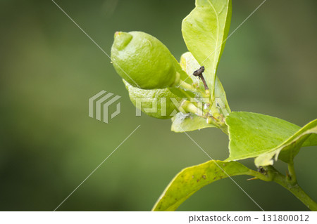 Lemon on Tree Branch 131800012