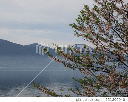 Springtime Funakoshi Bay shrouded in mist - A magical morning with cherry blossoms and mountain ranges Springtime Funakoshi Bay shrouded in mist - A magical morning with cherry blossoms and mountain ranges 131800040