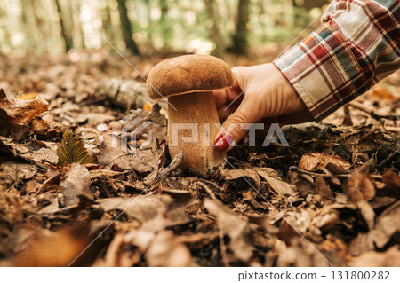 Womans hand reaching to pick porcini mushroom growing in lush autumn forest Womans hand reaching to pick porcini mushroom growing in lush autumn forest 131800282