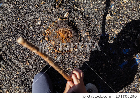 Boy threshing sunflower seeds hand with stick, hitting dry flower heads outdoors Boy threshing sunflower seeds hand with stick, hitting dry flower heads outdoors 131800290
