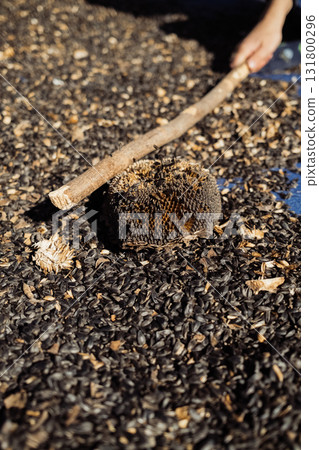 Boy threshing sunflower seeds hand with stick, hitting dry flower heads outdoors 131800296