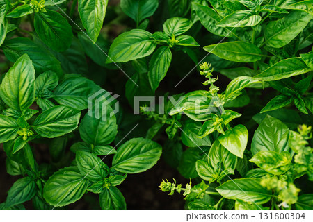 Fresh basil plant growing in a sunny garden with green leaves and natural soil 131800304
