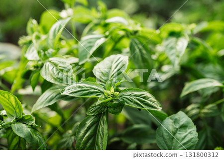 Green basil plant growing in home garden. Fresh leaves of Genovese herb. Tulsi. 131800312