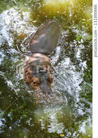 The hippopotamus In the river at national park The hippopotamus In the river at national park 131800666