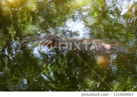 The hippopotamus In the river at national park The hippopotamus In the river at national park 131800667