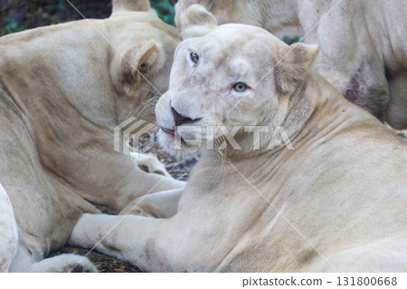 The female white lion is stay in garden The female white lion is stay in garden 131800668