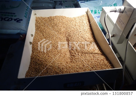 Rice farmers sowing seeds in spring 131800857