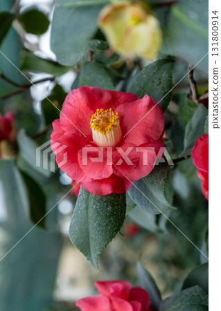 Camellia Red Flower with Yellow Stamens 131800914