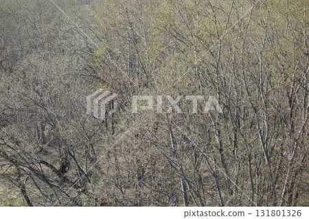 春天的河流和樹木景觀 131801326