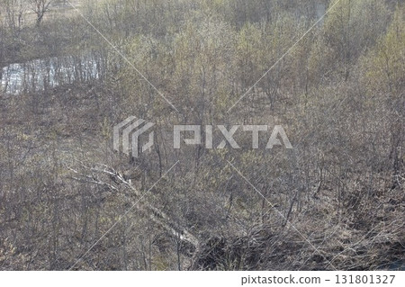 春天的河流和樹木景觀 131801327