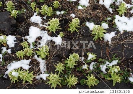 Butterbur shoots covered in snow Butterbur shoots covered in snow 131801596