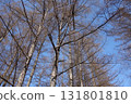 Spring trees, woods and forest landscape 131801810