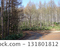 Spring trees, woods and forest landscape 131801812