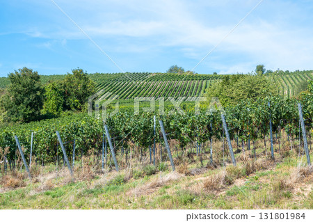 Vineyard in Germany in summer harvest. Large bunches of red wine grapes in sunny weather. Nature background. 131801984
