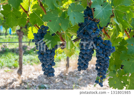Big bunche of red wine grapes in sunny weather on the vineyard. Summer harvest for nature background. 131801985