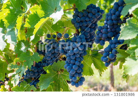 Big bunche of red wine grapes in sunny weather on the vineyard. Summer harvest for nature background. Big bunche of red wine grapes in sunny weather on the vineyard. Summer harvest for nature background. 131801986