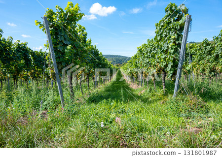 Vineyard in Germany in summer harvest. Large bunches of red wine grapes in sunny weather. Nature background. Vineyard in Germany in summer harvest. Large bunches of red wine grapes in sunny weather. Nature background. 131801987