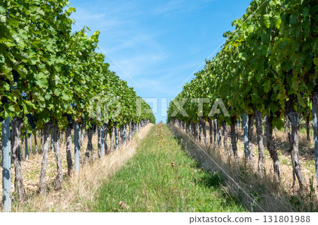 Vineyard in Germany in summer harvest. Large bunches of red wine grapes in sunny weather. Nature background. 131801988