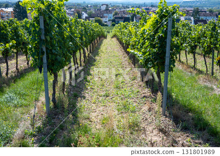 Vineyard in Germany in summer harvest. Large bunches of red wine grapes in sunny weather. Nature background. Vineyard in Germany in summer harvest. Large bunches of red wine grapes in sunny weather. Nature background. 131801989
