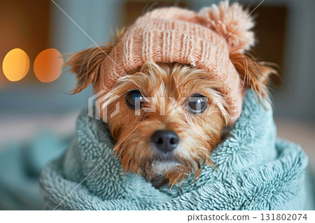 Dog pet bathing in bathtub with shampoo, grooming coat care. Human hands washing purebred dog. 131802074
